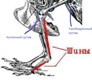 Скелет птицы цевка